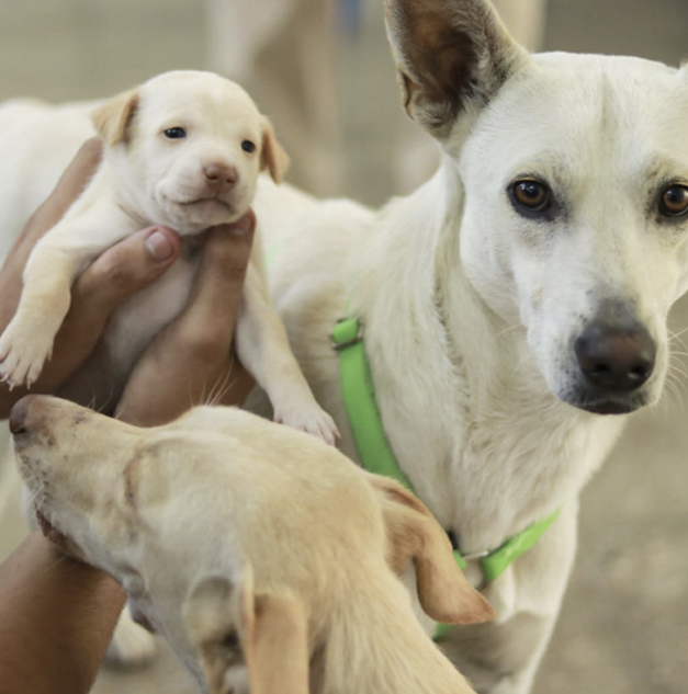 Alcaldía capitalina habilita centros de rescate en el marco del Día Nacional contra el Maltrato Animal